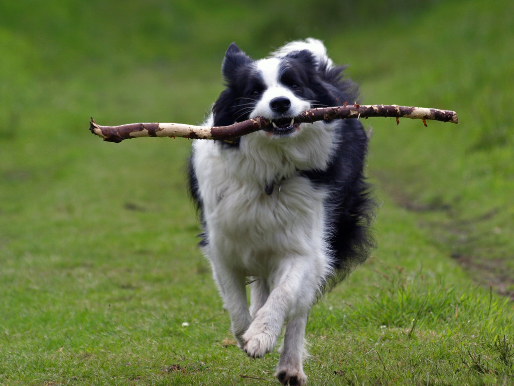 Border Collie | The Life of Animals Border Collie | The Life of Animals
