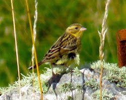 YELLOW BREASTED BUNTING-HOUSAY-OUTER SKERRIES-SHETLAND-22ND SEPTEMBER 2017