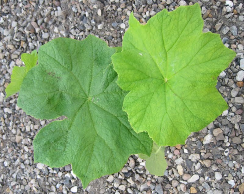 Landbohaven: parasolblad.