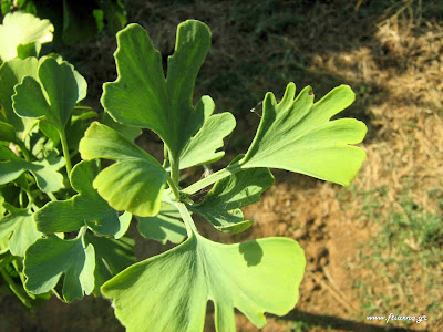 Ginkgo Biloba-Το βότανο της μνήμης  Gingko+biloba-Leafs