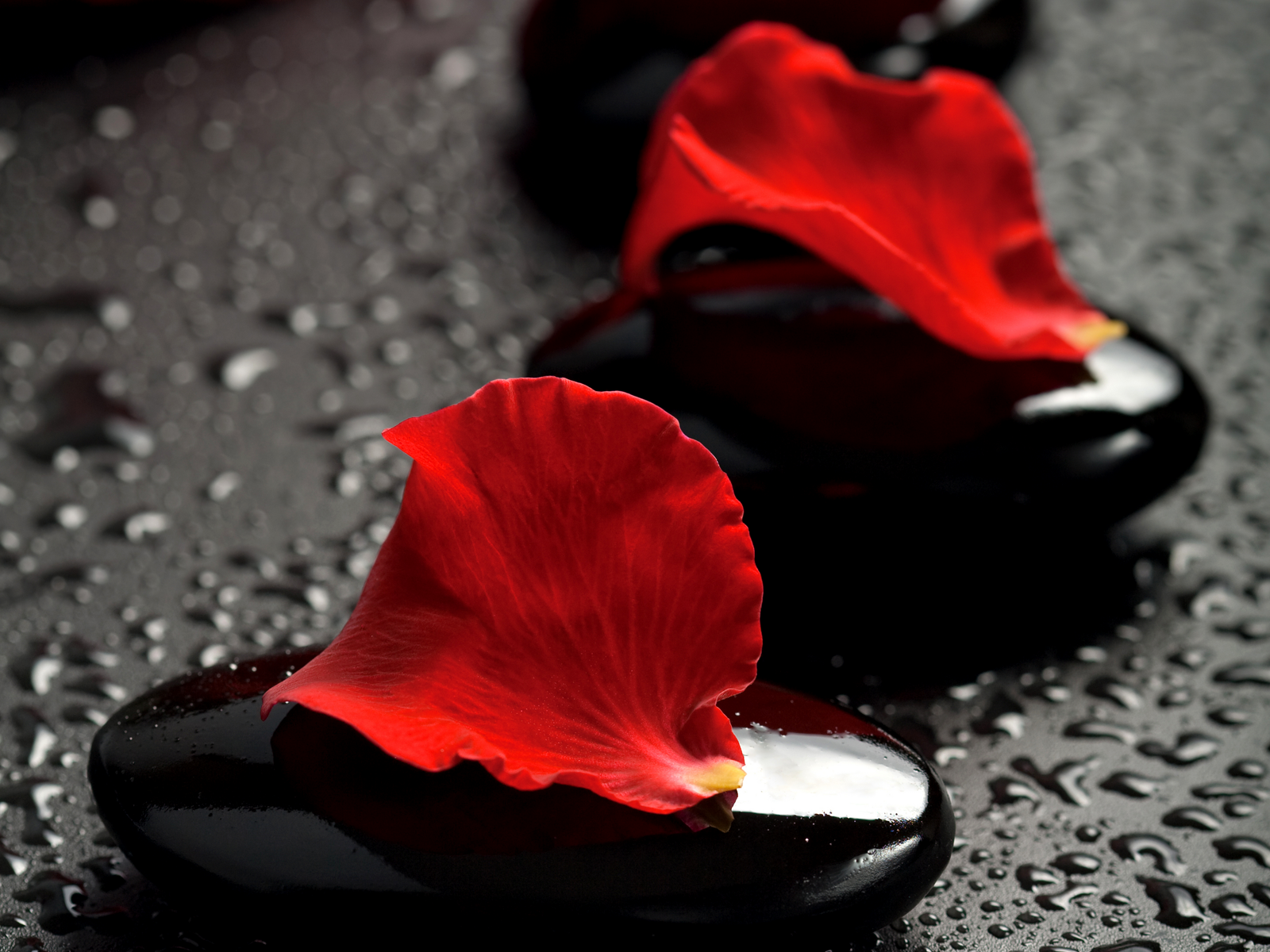 Black And White Red Rose Wallpaper Black And White Red Rose Wallpaper