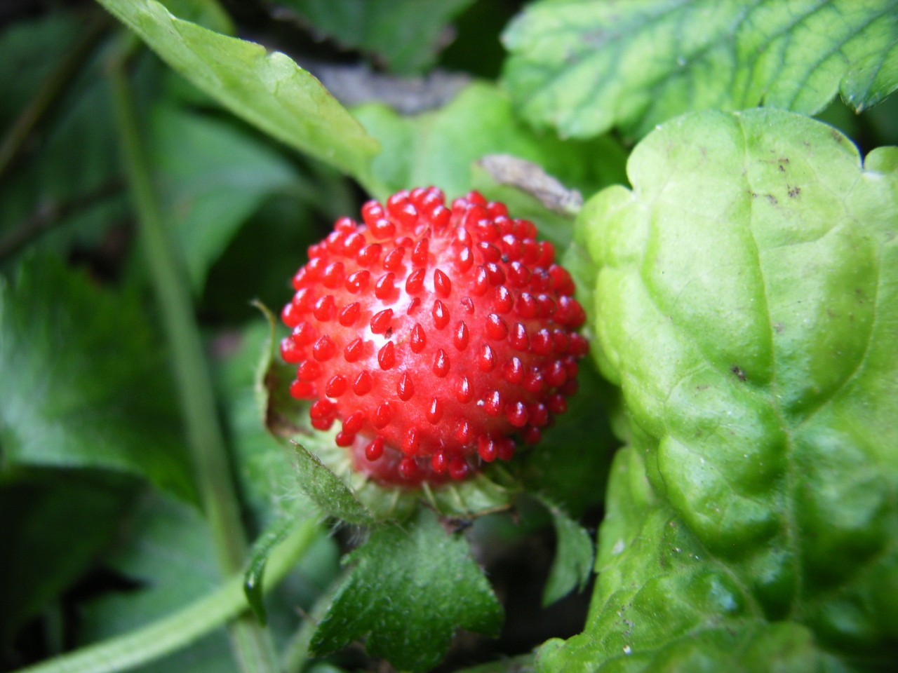 The Earth of India All About Strawberry in India