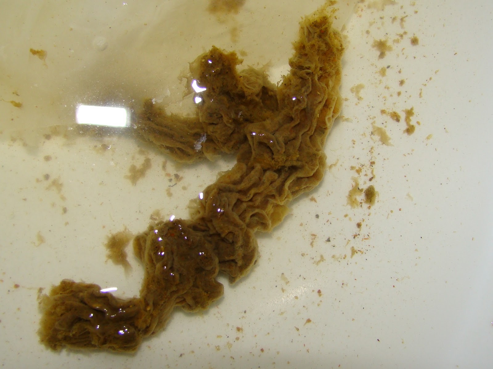 Brown Worms In Stool - Goldenacresdogs.com
