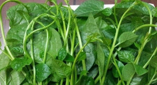 Canh Thịt Nạc Xay Rau Mồng Tơi 2 Canh Thịt Nạc Xay Rau Mồng Tơi 2