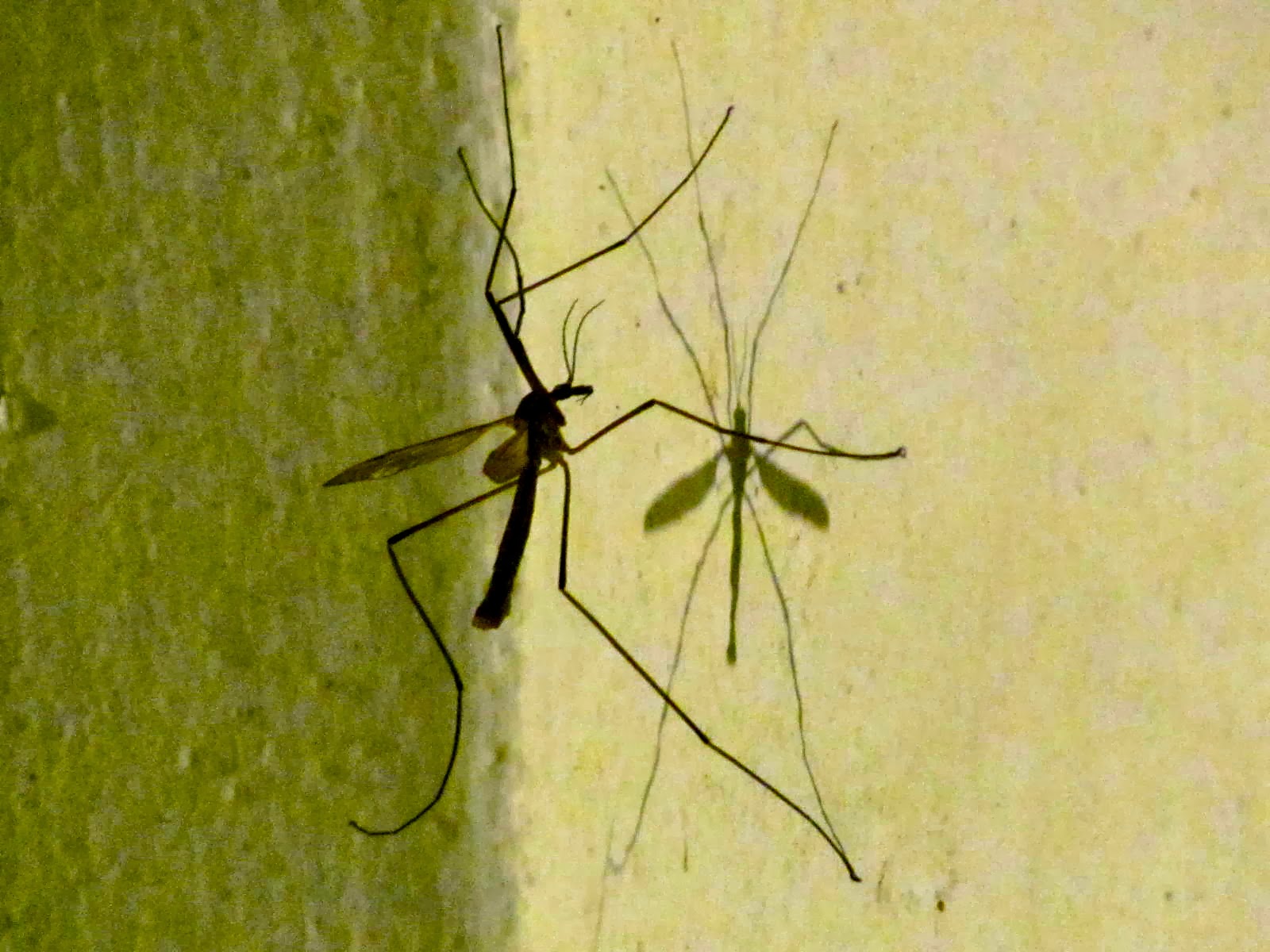 Jumble Tree Confession of a Daddy Longlegs