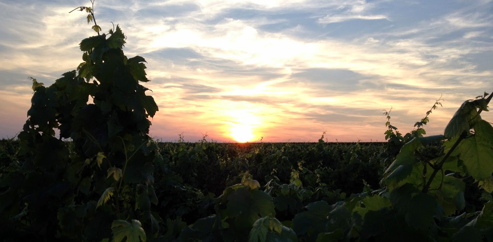 The Gray Report Pairing Wine With Homemade Pickles