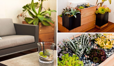various living greens that are placed in the house various living greens that are placed in the house