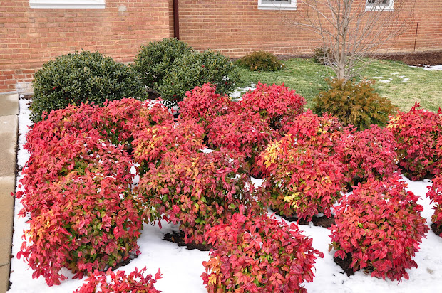 umd arboretum and botanical garden