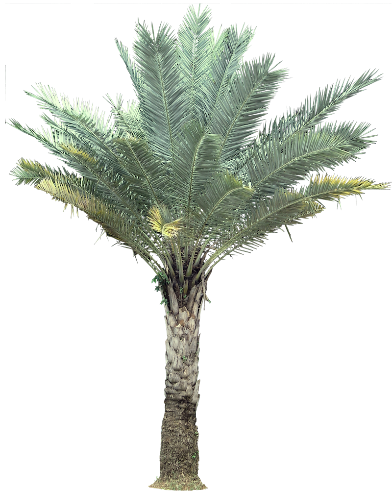 palm india date palm wild date palm sylvester date palm is native to palm india date palm wild date palm sylvester date palm is native to