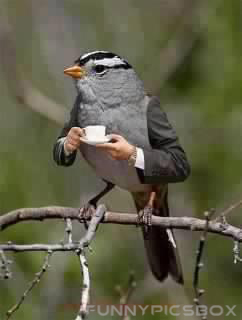 Animal Drinking Coffee