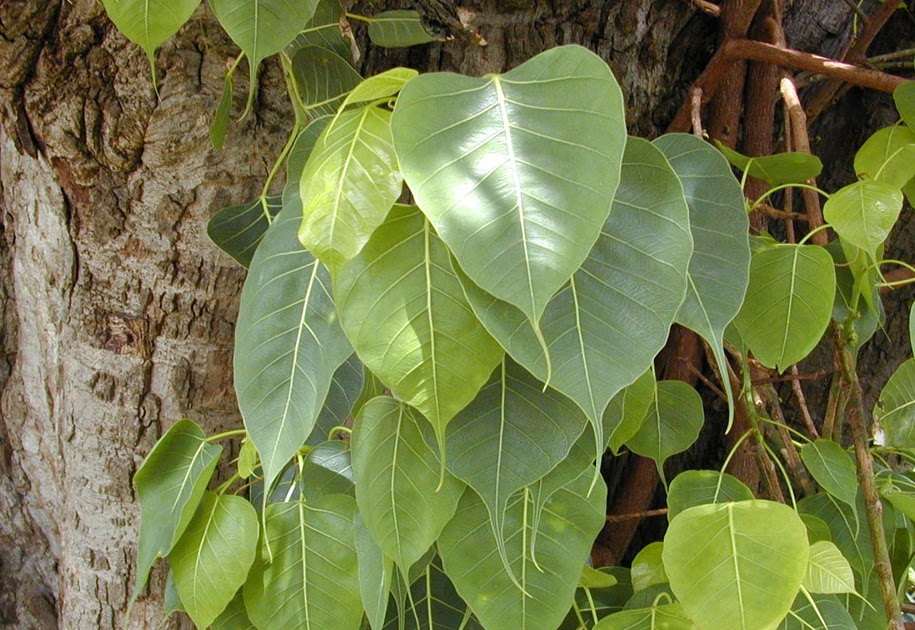 Save Nature Save Earth the holy Pipal tree.. it emits oxygen 24 hours...