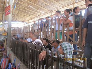 Cockfight  spectators  in Kuta.