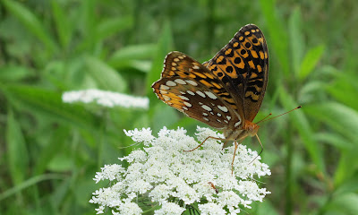 Great Spangled Fritillary and ant