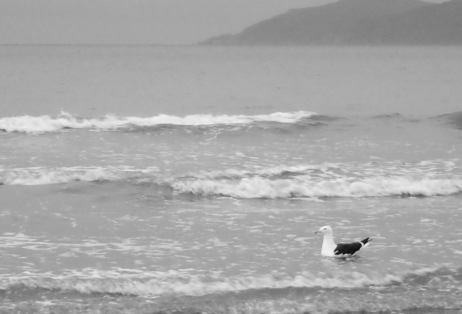 Southern Black Backed gull, floating in the rain