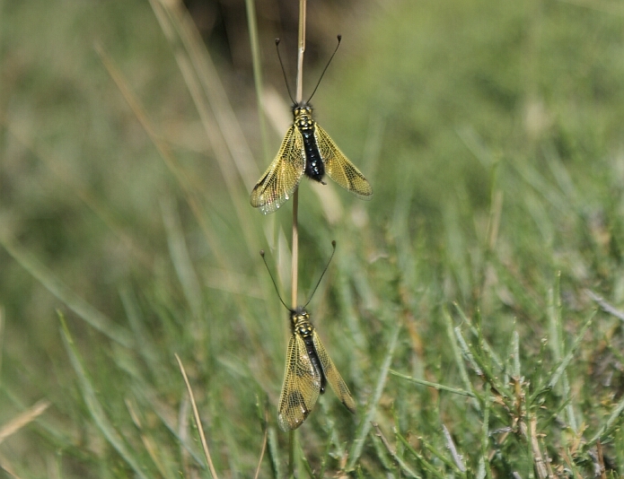 Libelloides longicornis in the Parque Nacional de Sierra Nevada in Andalucía - photo: casa rural El Paraje, Bérchules, Alpujarra