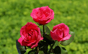 ROSAS ROSADAS: Regalar una flor rosada es la forma
