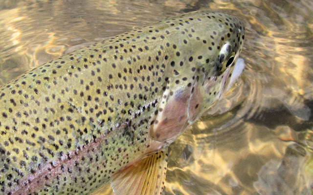 Roaring+Fork+River+Rainbow+Trout+with+Jay+Scott+Outdoors.jpg