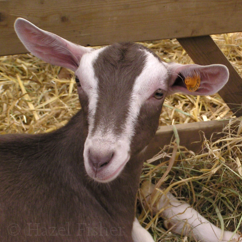 Hazel Fisher Creations Rabbits, Goats and more!