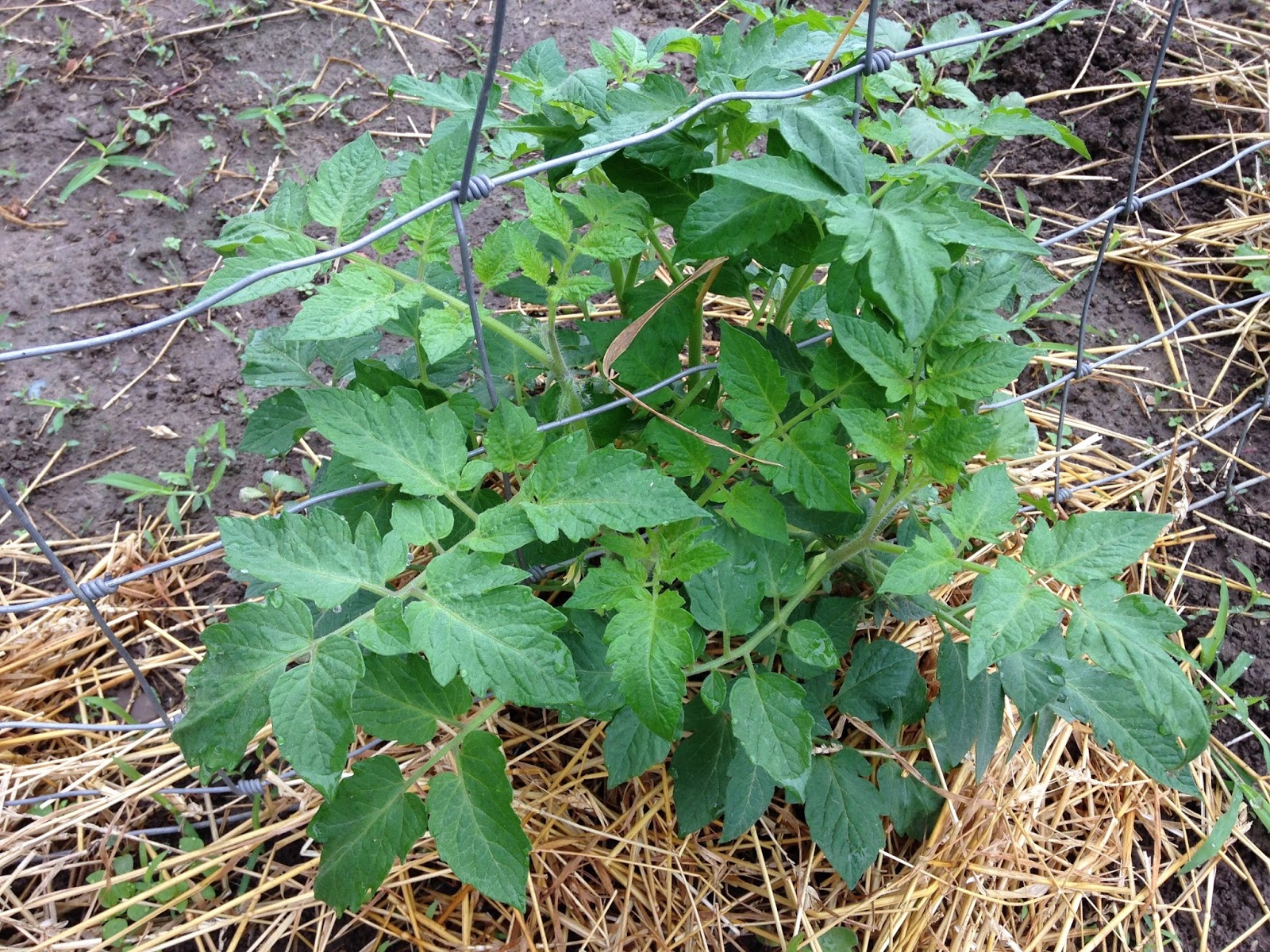 LL Farm A Fence For The Tomatoes