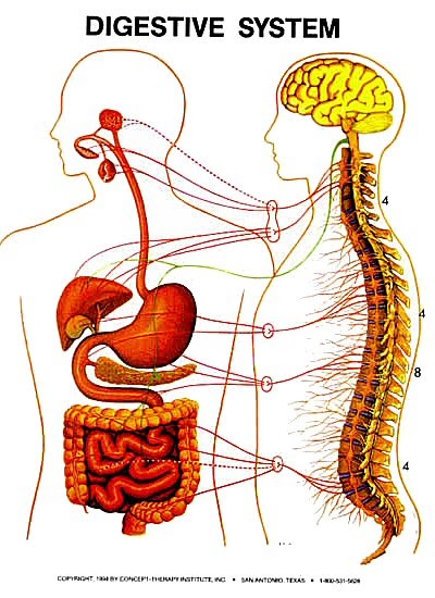 Zone Healing: Digestive System / Zone 4