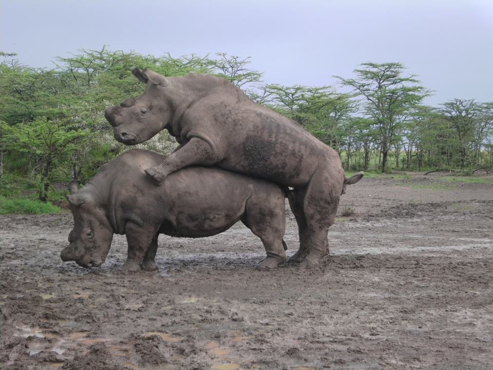 white rhino pitbull