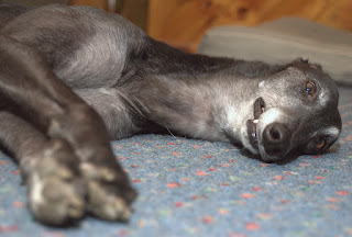 Bettina greyhound on the rug