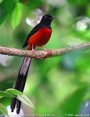 Jenis-Jenis Burung Yang Paling Di Cari Saat Ini Dan Kisaran Harganya Jenis-Jenis Burung Yang Paling Di Cari Saat Ini Dan Kisaran Harganya