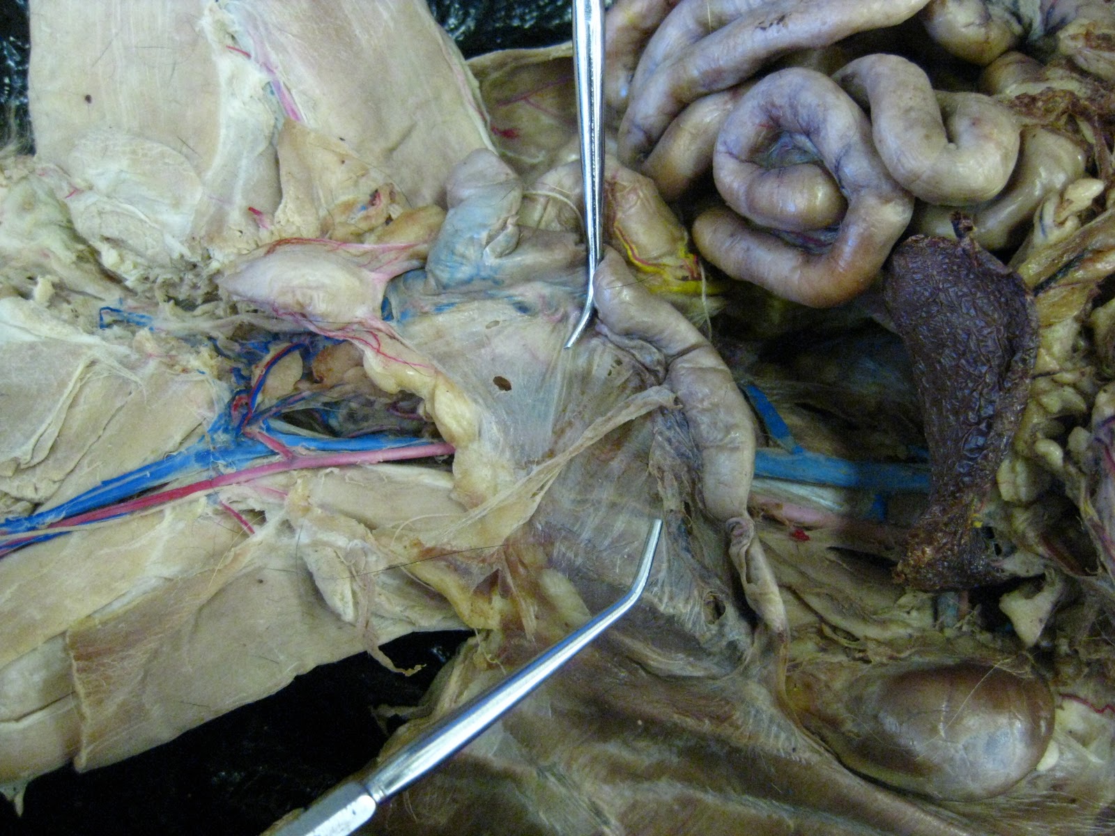 Kitty Tubes - Digestive System, Reproductive System, and Urinary System