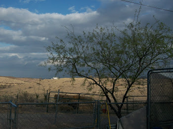 Leaves bursting on Mesquite trees