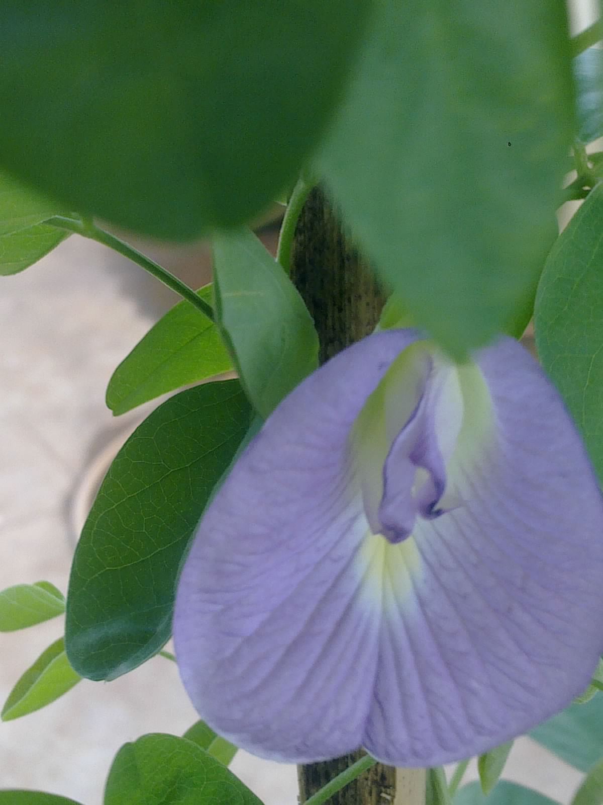 Plants Growing In My Potted Garden. How to Grow Butterfly Pea Vine In