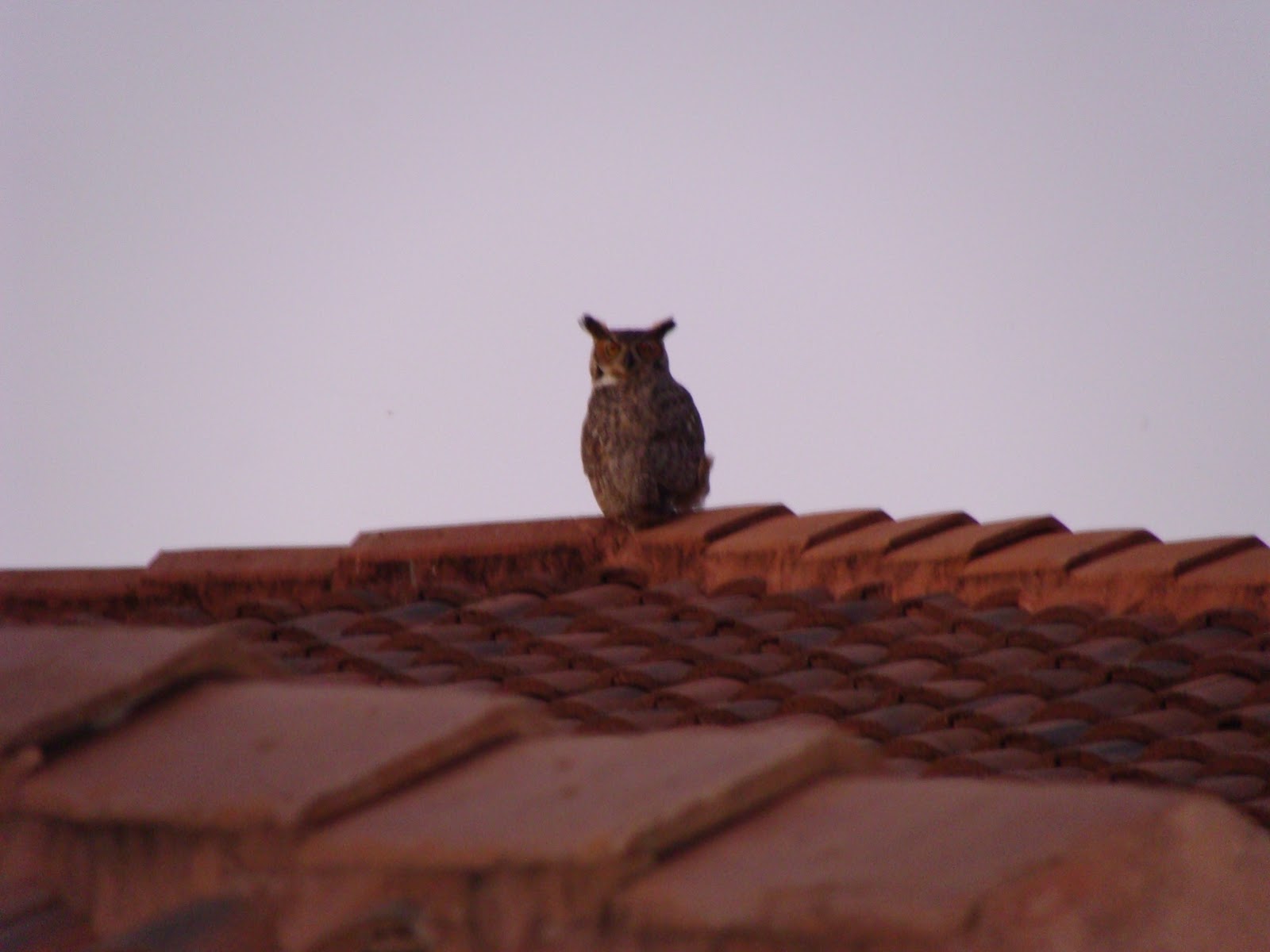 Adventurez in ChildRearing Great Horned Owl on my Roof!