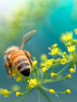 Bee Propolis Blog Bee Propolis Blog