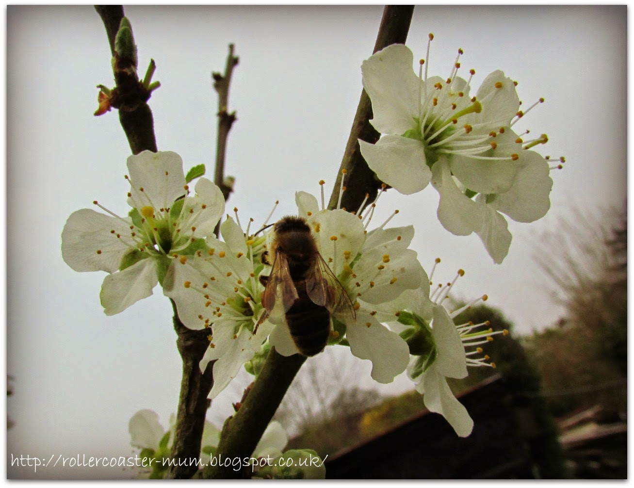 honey bee on plum blossom bee feeding on plum blossom