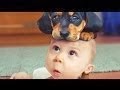  Cute Dogs, Pet Tiger and Dog, funny puppy videos 2014, Cutest Dog Videos 2014, Funny Dogs 2014, Cute Puppy Videos, Cute And Funny Puppies, very funny puppies 