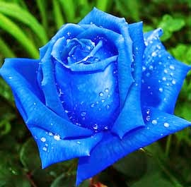 mawar biru (cinta yang damai)