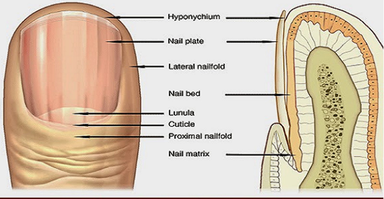 What Your Nails Are Saying About YourHealth The Discover Reality