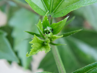 Hibiscus bud infested by Aphids