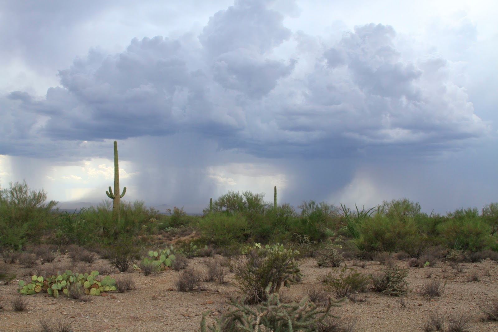 Sonoran Connection Anatomy of Two Arizona Storms