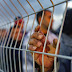 Gross Human Rights Abuses & Election Malpractices in Sri Lanka by the De Facto Dictatorship Regime
