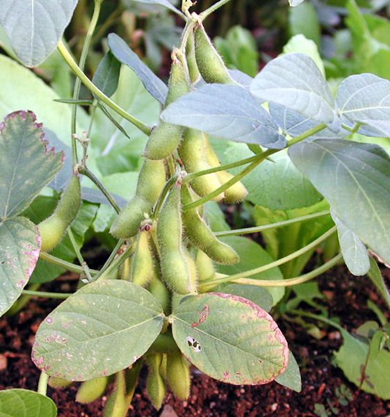 Soybeans Good For Soil at Mary Rounds blog