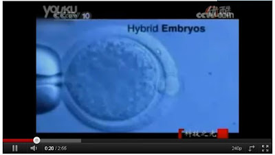人獸混雜胚胎 155 個 (英科學家造出155個人獸混雜胚胎)