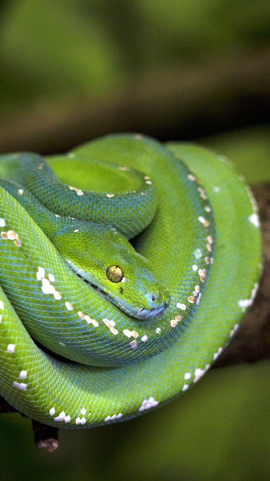 Python Scales Green Branch Snake Android Wallpaper