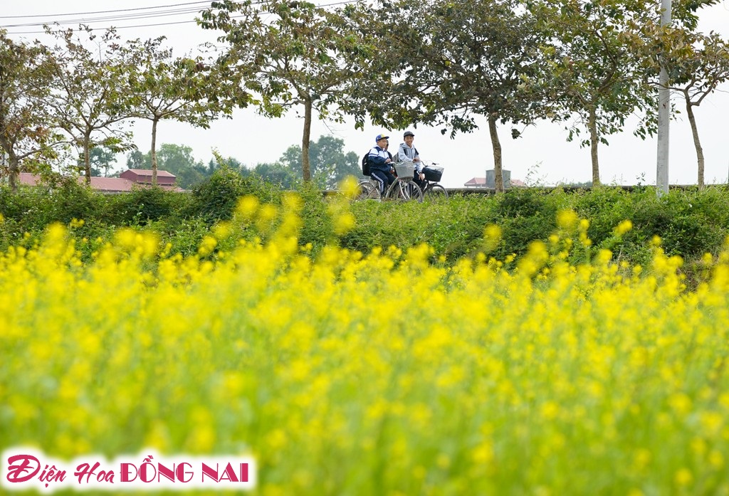 [Image: Ruc-ro-sac-vang-mua-hoa-cai-o-Ha-Noi-8.jpg]