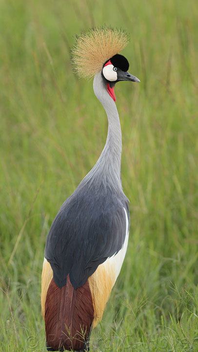 Crowned Crane Bird