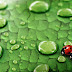 Lieveheersbeestjes op een groen blad