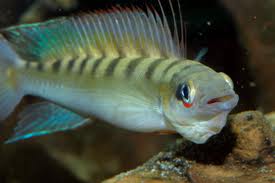 south american pike dwarf