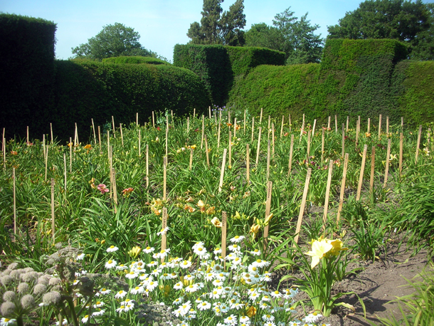 Ou Planter Eucalyptus Gunnii