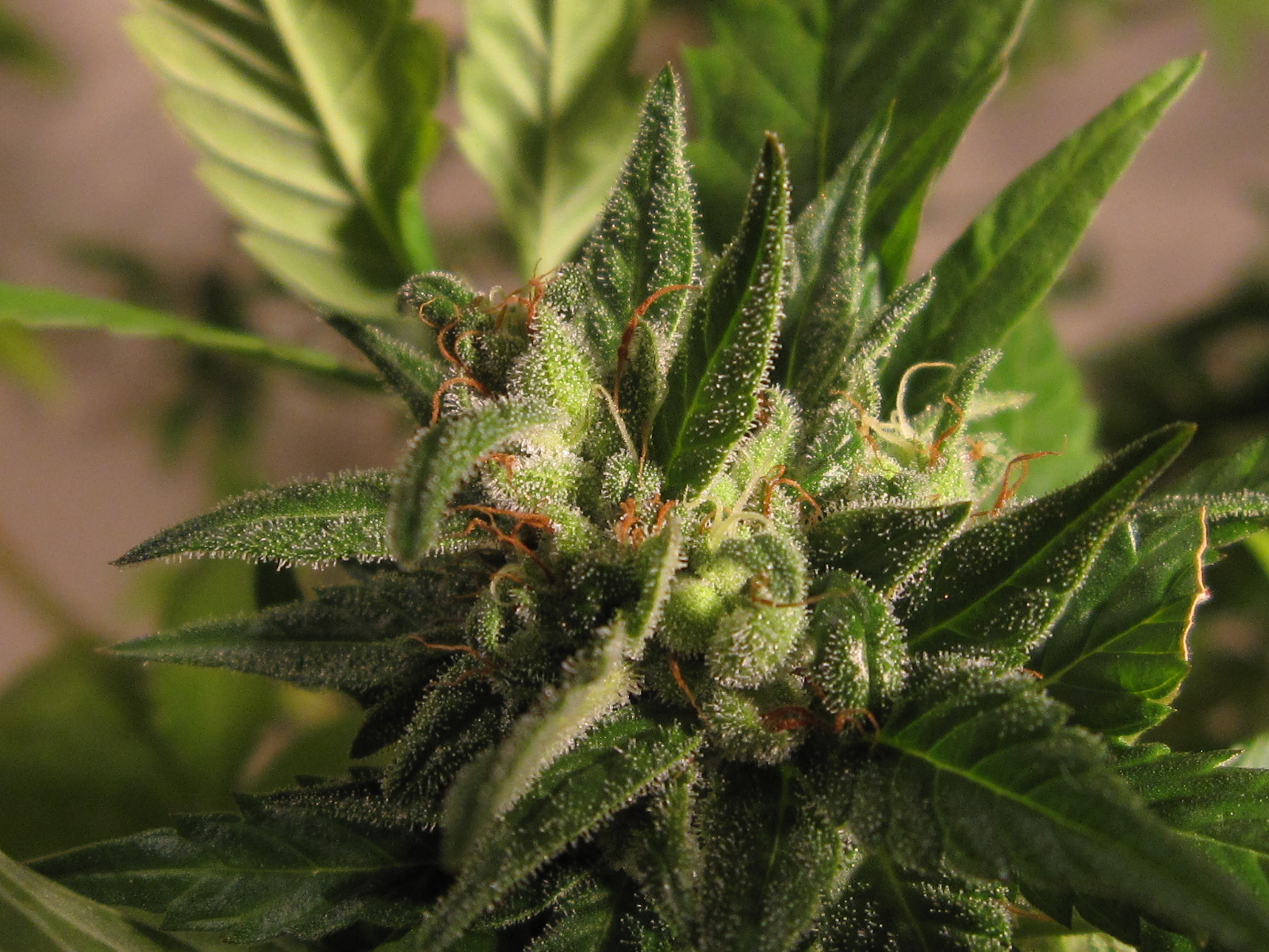 Marijuana Seeds for Sale Michigan