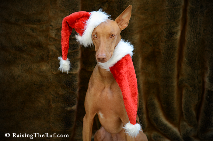 dog santa claus claws pharaoh hound christmas holidays