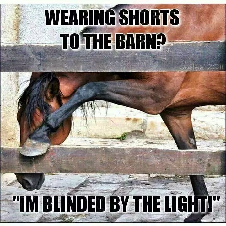 Funny Horse Quotes And Jokes funny friday - june 13 2014 savvy ... Funny Horse Quotes And Jokes funny friday - june 13 2014 savvy ...